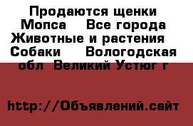 Продаются щенки Мопса. - Все города Животные и растения » Собаки   . Вологодская обл.,Великий Устюг г.